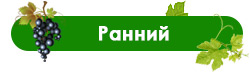 На что обращать внимание при выборе сортов винограда