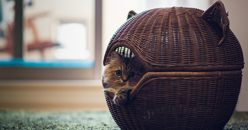 Що потрібно для кота