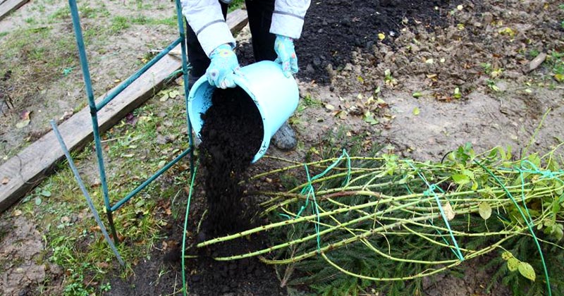 Як підготувати троянди до зими