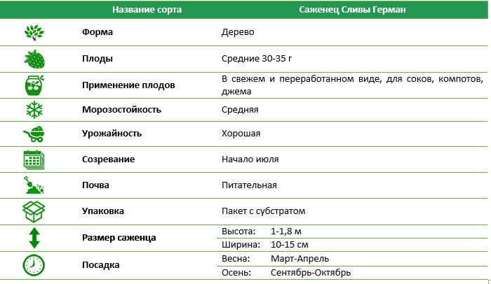 Слива Герман