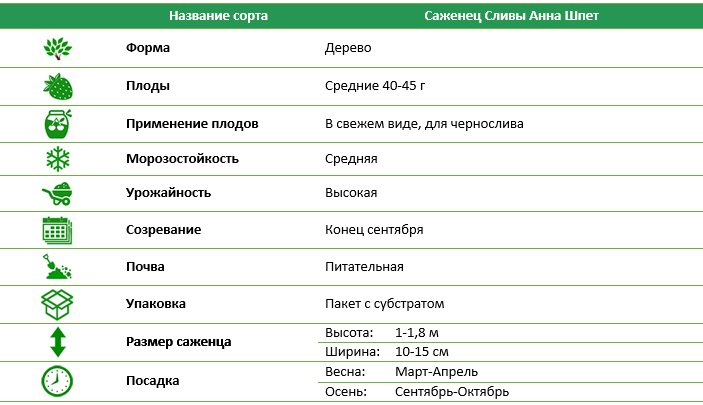 Слива Анна Шпет