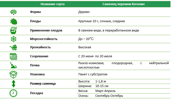 Черешня Каталін