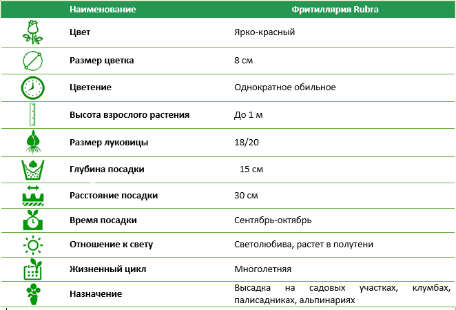 Фрітіллярія Rubra