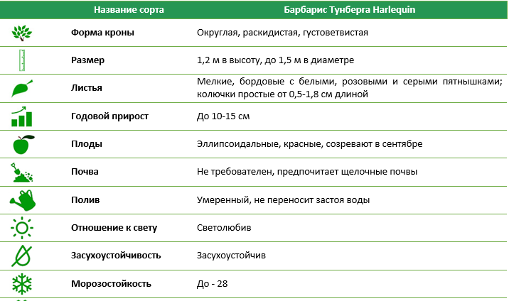 Барбарис Тунберга Harleguin (С5 40 см)