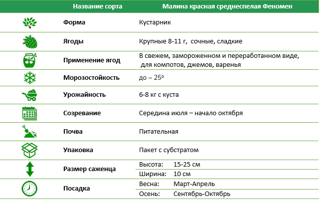 Малина красная среднеспелая Феномен 3 шт