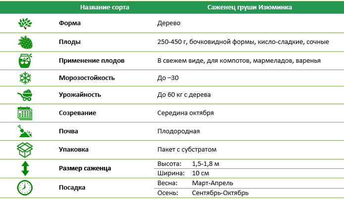 Груша Изюминка