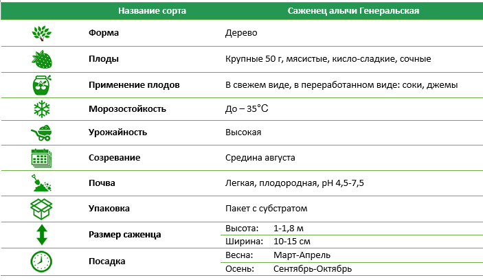 Саджанець аличі Генеральська