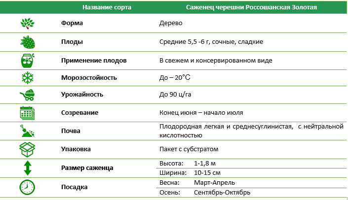 Черешня Росошанская золота