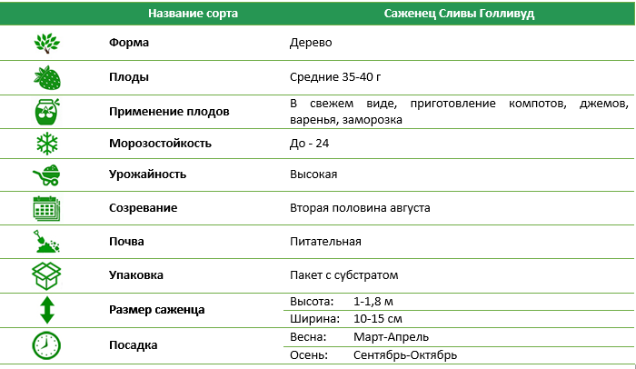 Слива Голівуд
