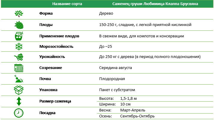 Груша Любимица Клаппа