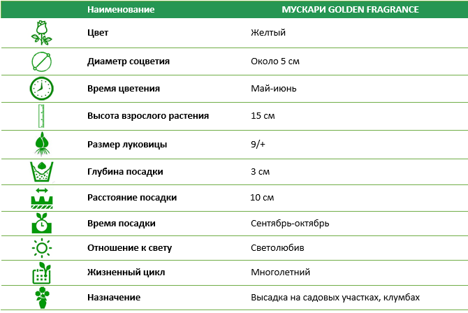Мускари Golden Fragrance
