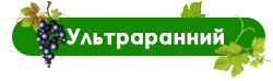 На что обращать внимание при выборе сортов винограда