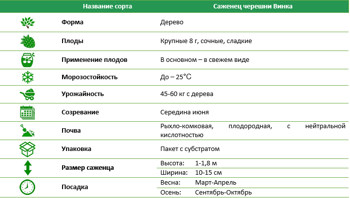 Черешня Вінка