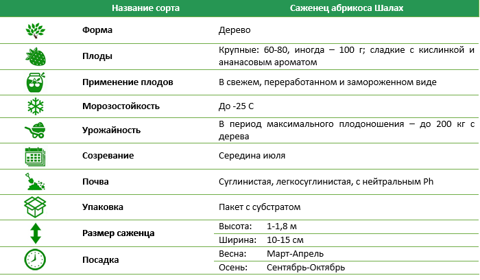 Абрикос Шалах