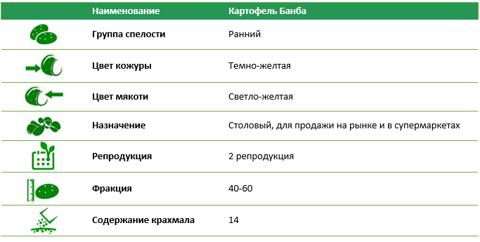 Семенной картофель Банба 2 репродукция фракция 40-60 1 кг